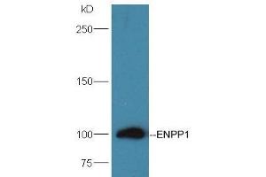 Mouse Kidney lysates probed with Rabbit Anti-ENPP1 Polyclonal Antibody, Unconjugated (ABIN2173834) at 1:300 overnight at 4 °C. (ENPP1 抗体  (AA 251-350))