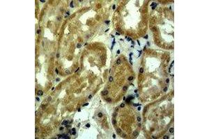 Immunohistochemical analysis of c-Myc staining in mouse kidney formalin fixed paraffin embedded tissue section. (c-MYC 抗体)