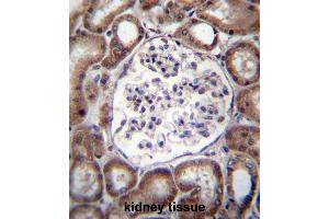 VPS54 Antibody (Center) immunohistochemistry analysis in formalin fixed and paraffin embedded human kidney tissue followed by peroxidase conjugation of the secondary antibody and DAB staining.