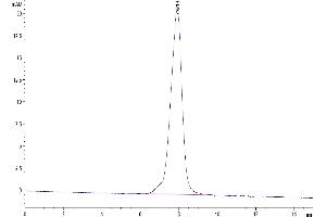 The purity of Human CDH17 is greater than 95 % as determined by SEC-HPLC.