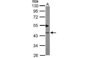 WB Image Sample (50 ug of whole cell lysate) A: Mouse brain 10% SDS PAGE antibody diluted at 1:1000 (PKA 2 beta (Center) 抗体)