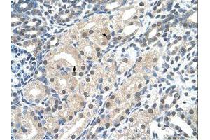 Image no. 1 for anti-Ubiquitin Protein Ligase E3 Component N-Recognin 7 (UBR7) (AA 352-401) antibody (ABIN203519) (UBR7 抗体  (AA 352-401))