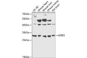 Western blot analysis of extracts of various cell lines, using MTIF3 antibody  at 1:1000 dilution. (MTIF3 抗体  (AA 1-278))