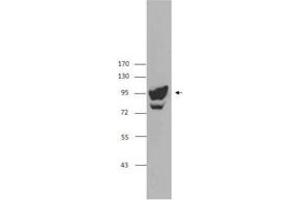 Image no. 1 for anti-Programmed Cell Death 6 Interacting Protein (PDCD6IP) antibody (ABIN205495)
