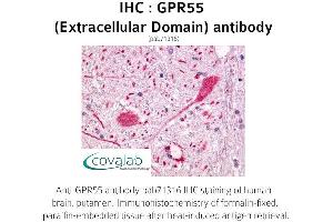 Image no. 1 for anti-G Protein-Coupled Receptor 55 (GPR55) (3rd Extracellular Domain) antibody (ABIN1735123)