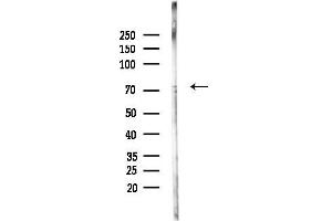 anti-NIMA-Related Kinase 8 (NEK8) (Internal Region) antibody