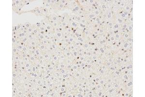 Immunohistochemistry analysis of paraffin-embedded mouse liver using LC3A/B Polyclonal Antibody at dilution of 1:500. (LC3A / LC3B 抗体)