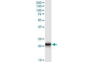 Immunoprecipitation of CLDN14 transfected lysate using anti-CLDN14 MaxPab rabbit polyclonal antibody and Protein A Magnetic Bead , and immunoblotted with CLDN14 MaxPab mouse polyclonal antibody (B01) . (CLDN14 抗体  (AA 1-239))
