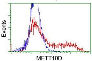 HEK293T cells transfected with either RC208648 overexpress plasmid (Red) or empty vector control plasmid (Blue) were immunostained by anti-METT10D antibody (ABIN2455783), and then analyzed by flow cytometry.