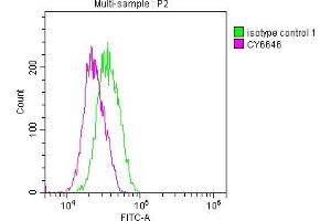 Overlay histogram showing Jurkat cells stained with ABIN7127640 (red line) at 1:50. (Recombinant ELANE 抗体)