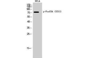 Western Blotting (WB) image for anti-Forkhead Box O3 (FOXO3) (pSer253) antibody (ABIN3182014) (FOXO3 抗体  (pSer253))