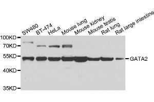 Western blot analysis of extracts of various cell lines, using GATA2 antibody. (GATA2 抗体)