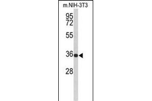 Western blot analysis of SLC25A17 Antibody (N-term) (ABIN653119 and ABIN2842701) in Mouse NIH-3T3 cell line lysates (35 μg/lane). (SLC25A17 抗体  (N-Term))