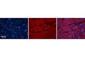Immunohistochemistry (IHC) image for anti-Tripartite Motif Containing 10 (TRIM10) (N-Term) antibody (ABIN2775965)