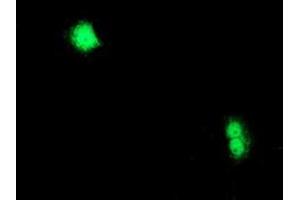 Anti-CXorf26 mouse monoclonal antibody (ABIN2454824) immunofluorescent staining of COS7 cells transiently transfected by pCMV6-ENTRY CXorf26 (RC200095). (CXorf26 抗体)