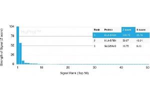 Analysis of Protein Array containing more than 19,000 full-length human proteins using HLA-Pan Rabbit Recombinant Monoclonal Antibody (HLA-Pan/2967R). (Recombinant MHC Class II HLA-DP/DQ/DR 抗体)