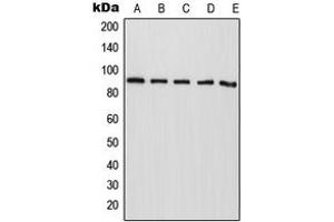 Western blot analysis of CAPRI expression in HepG2 (A), NIH3T3 (B), mouse liver (C), rat liver (D), PC12 (E) whole cell lysates. (RASA4 抗体  (Center))