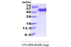 L-Selectin Protein (AA 52-345) (His tag)