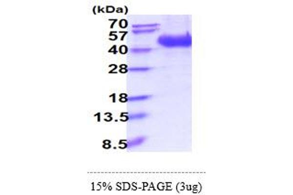 L-Selectin Protein (AA 52-345) (His tag)