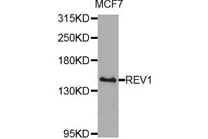 Western blot analysis of extracts of MCF-7 cells, using REV1 antibody (ABIN5974612) at 1/1000 dilution. (REV1 抗体)