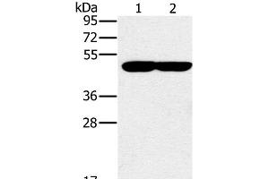 Western Blot analysis of K562 and 293T cell using PPOX Polyclonal Antibody at dilution of 1:200 (PPOX 抗体)