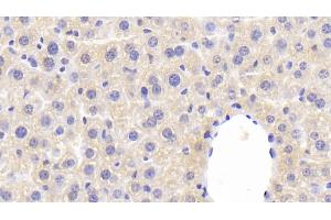 Detection of F5 in Mouse Liver Tissue using Polyclonal Antibody to Coagulation Factor V (F5) (Coagulation Factor V 抗体  (AA 1863-2161))