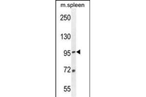 EFTUD1 Antibody (C-term) (ABIN654331 and ABIN2844107) western blot analysis in mouse spleen tissue lysates (35 μg/lane).