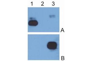 Western Blotting (WB) image for Mouse anti-Human IgG (Fc Region) antibody (HRP) (ABIN614785) (小鼠 anti-人 IgG (Fc Region) Antibody (HRP))