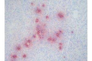 Image no. 1 for anti-Defensin (DEF) antibody (ABIN481654) (Defensin 抗体)