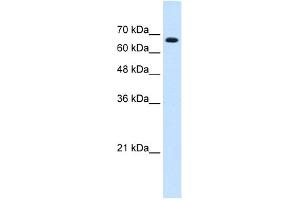 WB Suggested Anti-ZNF564 Antibody Titration:  0. (ZNF564 抗体  (C-Term))