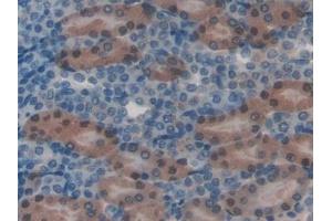 Detection of HGD in Mouse Kidney Tissue using Polyclonal Antibody to Homogentisate-1,2-Dioxygenase (HGD) (HGD 抗体  (AA 190-429))