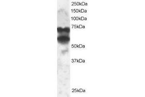 ABIN2564671 staining (2µg/ml) of 293 lysate (RIPA buffer, 30µg total protein per lane). (PPP2R5D 抗体  (C-Term))
