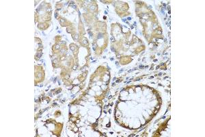 Immunohistochemistry of paraffin-embedded human stomach using NRG4 antibody (ABIN1873958) at dilution of 1:100 (40x lens). (Neuregulin 4 抗体)