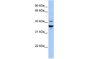 WB Suggested Anti-NEUROD1 Antibody Titration:  0. (NEUROD1 抗体  (Middle Region))