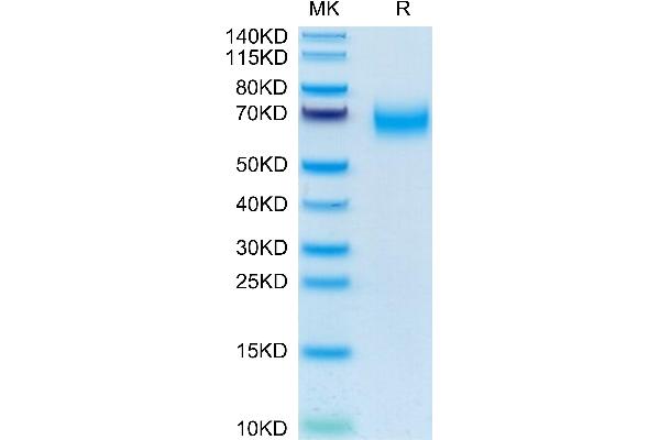 CD300a Protein (CD300A) (AA 18-180) (Fc Tag)