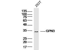 293T lysates probed with GPN3 Polyclonal Antibody, Unconjugated  at 1:300 dilution and 4˚C overnight incubation. (GPN3 抗体  (AA 131-230))