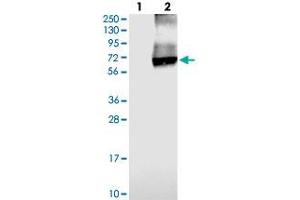 Western blot analysis of Lane 1: Negative control (vector only transfected HEK293T lysate), Lane 2: Over-expression Lysate (Co-expressed with a C-terminal myc-DDK tag (~3. (SLC26A11 抗体)
