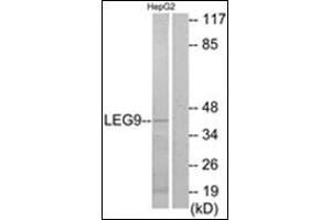 Western blot analysis of extracts from HepG2 cells, using LEG9 Antibody. (Galectin 9 抗体  (Internal Region))
