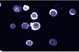 Immunofluorescent staining on HL60 cells. (SHP1 抗体  (AA 492-597))