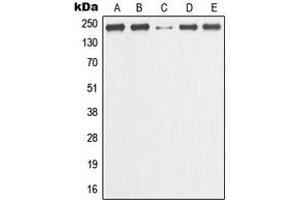 Western blot analysis of GANP expression in HeLa (A), MCF7 (B), Raw264. (GANP 抗体  (C-Term))