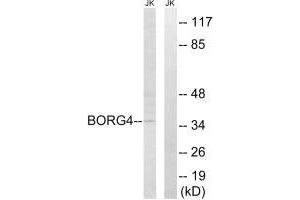Western blot analysis of extracts from Jurkat cells, using BORG4 antibody.