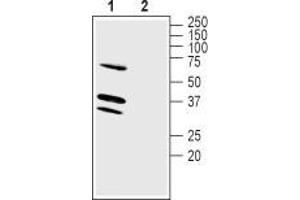 Western blot analysis of mouse brain membranes: - 1. (LRRC26 抗体  (C-Term, Intracellular))