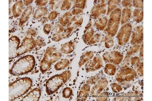 Immunostaining (ISt) image for anti-Solute Carrier Family 9, Subfamily A (NHE1, Cation Proton Antiporter 1), Member 1 (SLC9A1) (AA 31-130) antibody (ABIN562894)