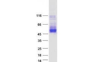 Validation with Western Blot