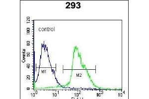 Kallikrein 7 (KLK7) Antibody (C-term) (ABIN652198 and ABIN2840744) flow cytometric analysis of 293 cells (right histogram) compared to a negative control cell (left histogram). (Kallikrein 7 抗体  (C-Term))