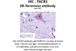 Image no. 1 for anti-Tachykinin Receptor 3 (TACR3) (Extracellular Domain), (N-Term) antibody (ABIN1739882) (TACR3 抗体  (Extracellular Domain, N-Term))