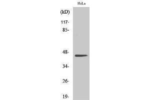 Western Blotting (WB) image for anti-Casein Kinase 2 alpha 1 (CSNK2A1) (Ser281) antibody (ABIN3183655) (CSNK2A1/CK II alpha 抗体  (Ser281))