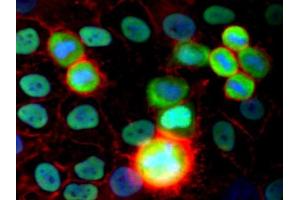 Immunocytochemistry staining of HeLa human cervix carcinoma cell line using purified anti-Ku Antigen (MEM-54) (detection by Goat anti-mouse IgG2a Alexa Fluor 488, green). (X-Ray Repair Cross Complementing 5 抗体)
