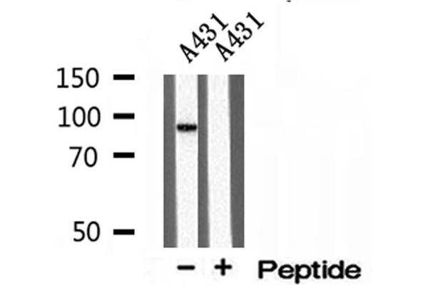 TELO2 antibody  (Internal Region)