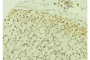 ABIN6277190 at 1/100 staining Human gastric tissue by IHC-P. (USP7 抗体  (Internal Region))